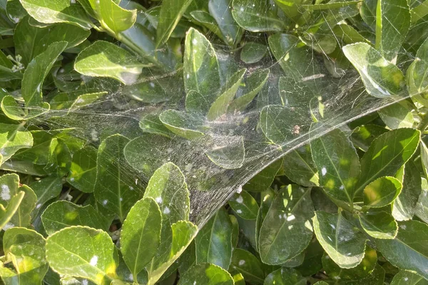 Spinnennetze Auf Grünen Blättern Der Natur — Stockfoto