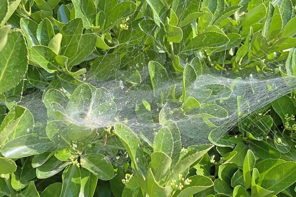 Spinnennetze Auf Grünen Blättern Der Natur — Stockfoto