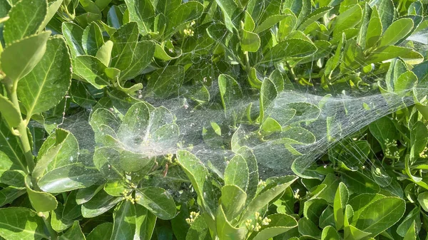 Spinnennetze Auf Grünen Blättern Der Natur — Stockfoto