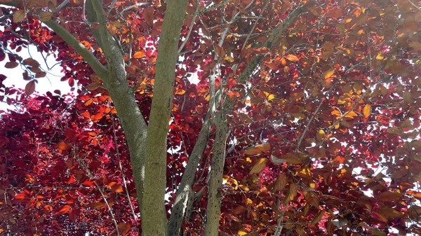 Органическое Сельское Хозяйство Сливы Природе Красными Листьями Спелыми Плодами — стоковое фото