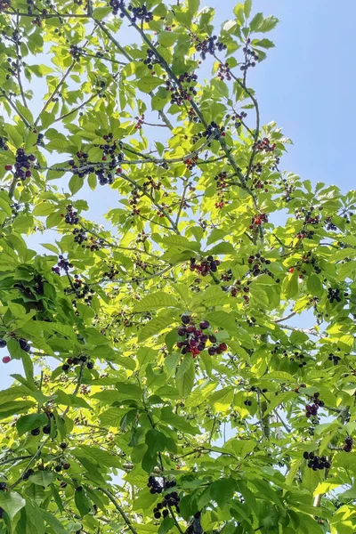 有機農業 緑の葉と熟した果実を持つ自然の中で桜 — ストック写真