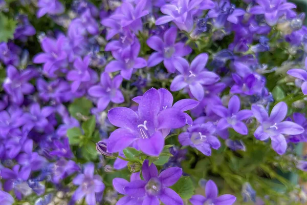 Fleurs Été Arrivée Été Des Fleurs Des Plantes Colorées Dans — Photo