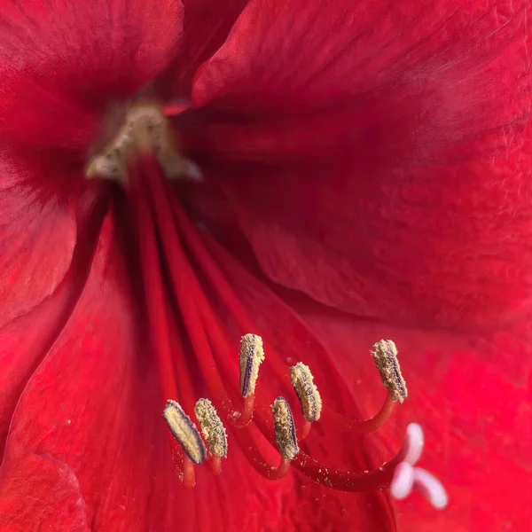 Flores Verão Chegada Verão Flores Coloridas Plantas Natureza — Fotografia de Stock