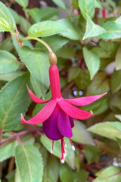 Fleurs Été Arrivée Été Des Fleurs Des Plantes Colorées Dans — Photo