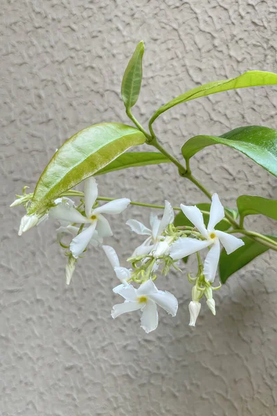 Fiori Estivi Arrivo Dell Estate Fiori Piante Colorate Nella Natura — Foto Stock