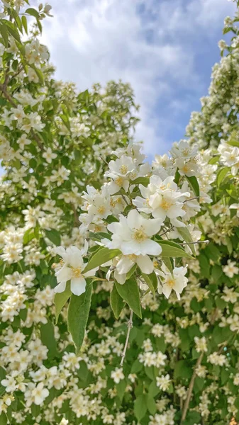 Philadelphus Mock Orange Ist Eine Gattung Von Etwa Bis Hohen — Stockfoto