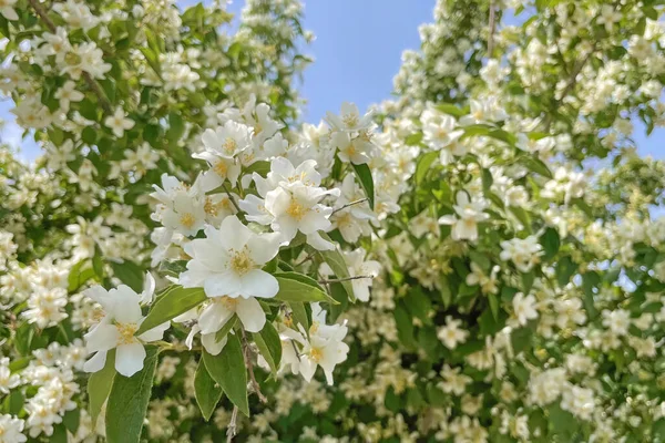 フィラデルフィア モックオレンジ Philadelphus Mock Orange 高さ16Mから北アメリカ 中央アメリカ アジア 南東ヨーロッパに生息する約60種の低木の属である — ストック写真