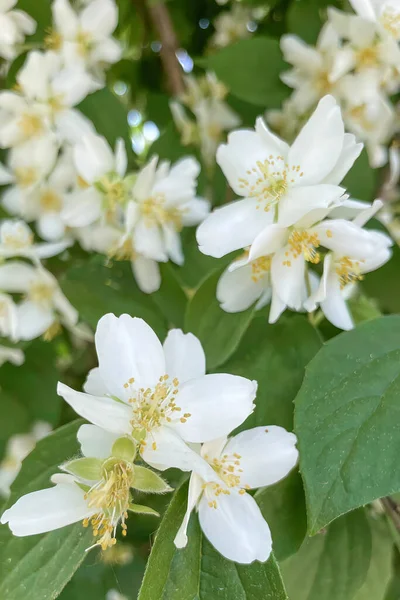 Philadelphus Mock Orange Είναι Ένα Γένος Περίπου Ειδών Θάμνων Από — Φωτογραφία Αρχείου