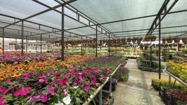 Alibeykoy, İstanbul, Türkiye. Haziran ve yaz aylarında bitkiler, ağaçlar ve çiçeklerle birlikte 5 Haziran 2022 