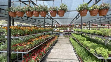 Alibeykoy, İstanbul, Türkiye. Haziran ve yaz aylarında bitkiler, ağaçlar ve çiçeklerle birlikte 5 Haziran 2022 