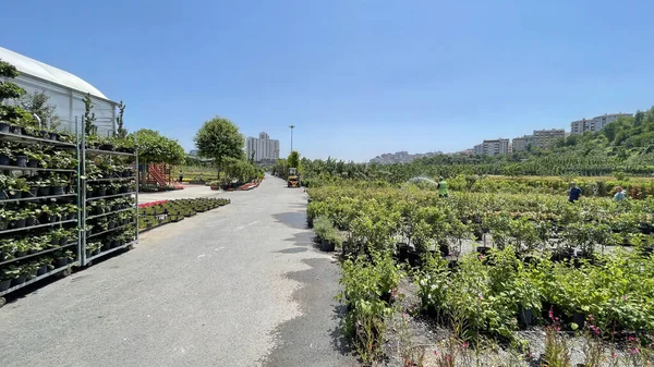 Alibeykoy Istanbul Turkey June 2022 Istanbul Municipality Garden Market View — Stock Photo, Image