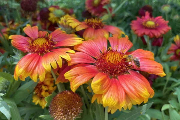 Gaillardia, common name blanket flower is a genus of flowering plants in the family Asteraceae, native to North and South America.