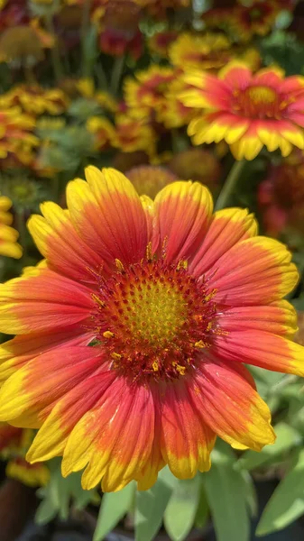 Gaillardia Est Genre Plantes Famille Des Asteraceae — Photo