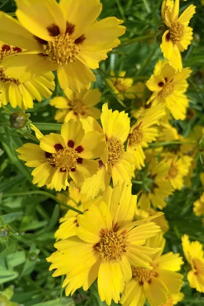 Coreopsis Rod Kvetoucích Rostlin Čeledi Asteraceae Běžné Názvy Zahrnují Kaliopsis — Stock fotografie