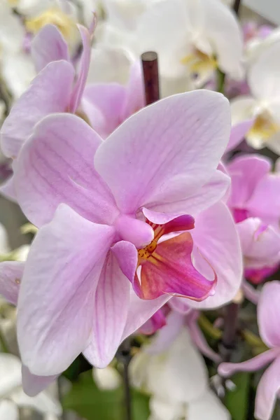 Orchidaceae Обычно Называют Семейством Орхидей Является Разнообразным Широко Распространенным Семейством — стоковое фото
