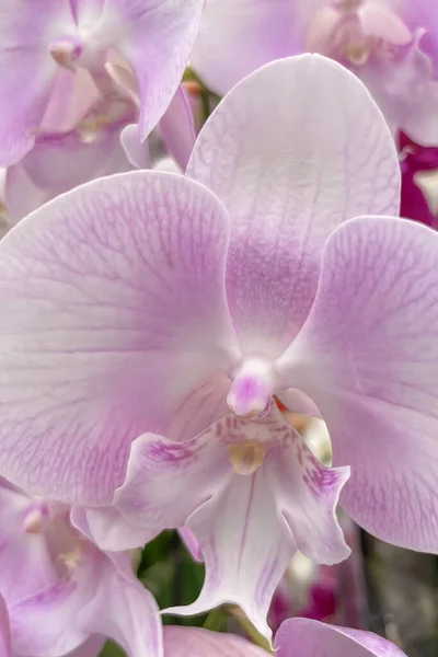 兰花科 Orchidaceae 通常被称为兰花科 Orchid Family 是一个由开花植物组成的多样化而广泛的科 其花朵通常五彩缤纷 芬芳四溢 — 图库照片