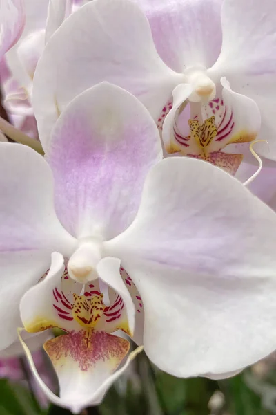 Orchidaceae Обычно Называют Семейством Орхидей Является Разнообразным Широко Распространенным Семейством — стоковое фото