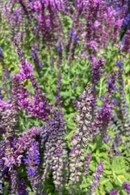 Mor adaçayı bitkisini ve çiçekleri kapatın.