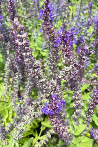 Крупним Планом Фіолетова Рослина Шавлія Квіти Природі — стокове фото