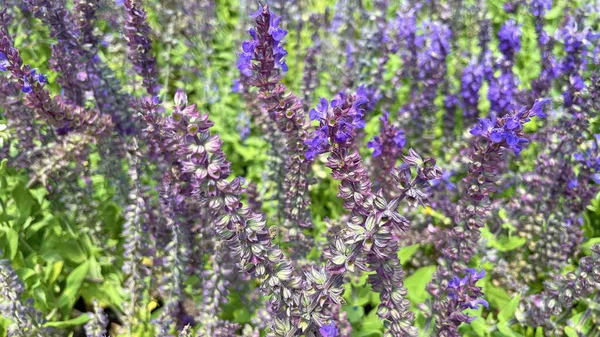 紫のセージの植物や花を自然に閉じます — ストック写真