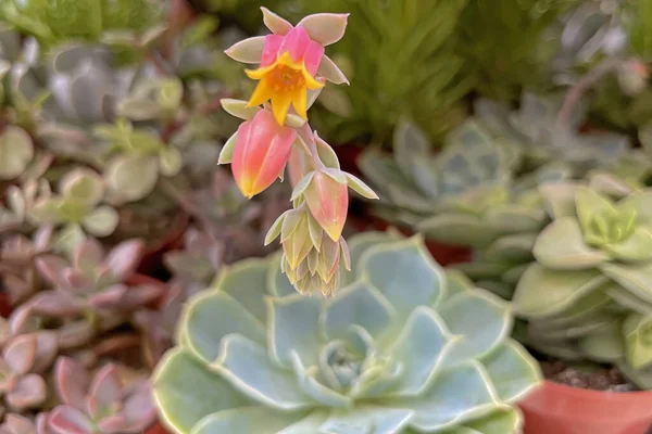 Fermer Echerveria Plantes Fleurs Pot — Photo