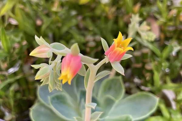Echerveria Bitkilerini Çiçekleri Kapayın — Stok fotoğraf