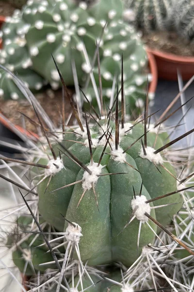 Närbild Kaktusväxt Kruka — Stockfoto