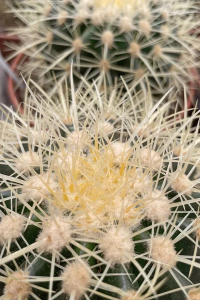 Chiudi Pianta Cactus Vaso — Foto Stock