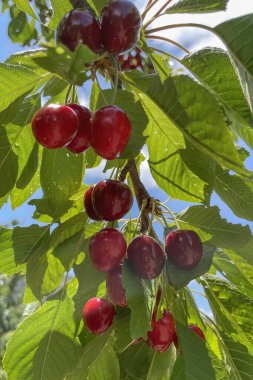 Organik tarım. Kiraz meyvesi yazın en lezzetli meyvelerinden biridir..