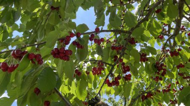 Organik tarım. Kiraz meyvesi yazın en lezzetli meyvelerinden biridir..
