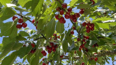 Organik tarım. Kiraz meyvesi yazın en lezzetli meyvelerinden biridir..