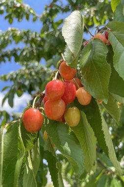 Organik tarım. Kiraz meyvesi yazın en lezzetli meyvelerinden biridir..