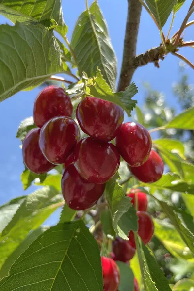 Agricultura Biológica Cereja Uma Das Frutas Mais Deliciosas Verão — Fotografia de Stock