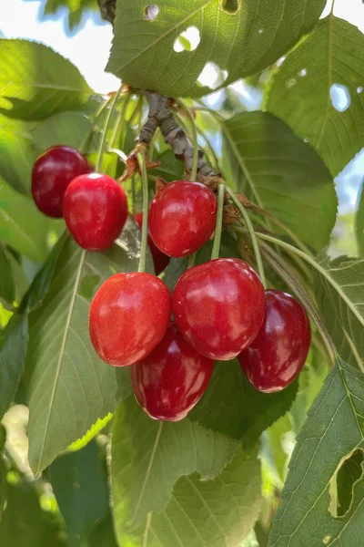 Agricultura Ecológica Fruta Cereza Una Las Frutas Más Deliciosas Del — Foto de Stock