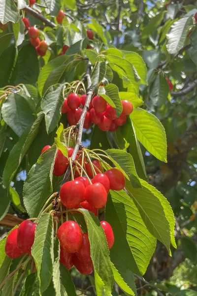 Organic farming. Cherry fruit is one of the most delicious fruits of summer.