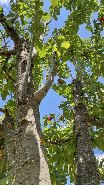 Agricultura Ecológica Fruta Cereza Una Las Frutas Más Deliciosas Del —  Fotos de Stock