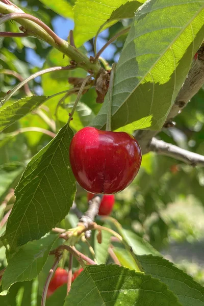 Biologische Landbouw Kersenfruit Een Van Heerlijkste Vruchten Van Zomer — Stockfoto