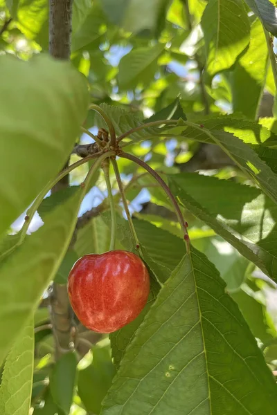 Agricultura Biológica Cereja Uma Das Frutas Mais Deliciosas Verão — Fotografia de Stock