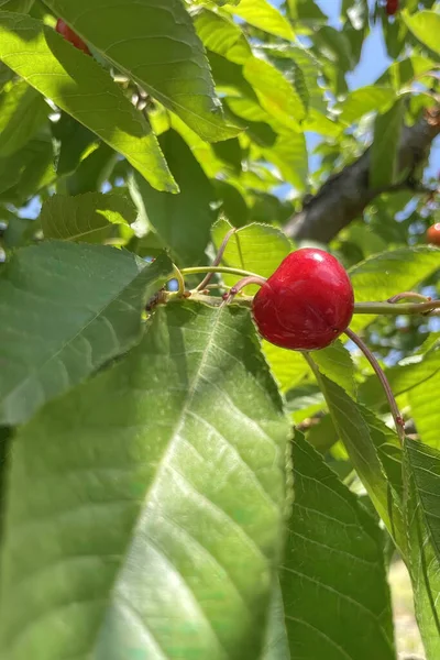 有機農業 桜の果実は夏の最もおいしい果物の一つです — ストック写真