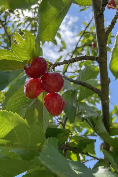 벚나무 열매는 여름철에 맛있는 과일중 하나입니다 — 스톡 사진