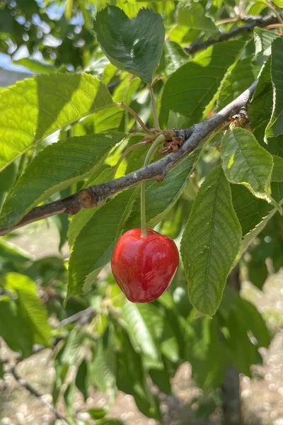 Biologischer Landbau Kirschfrucht Ist Eine Der Köstlichsten Früchte Des Sommers — Stockfoto