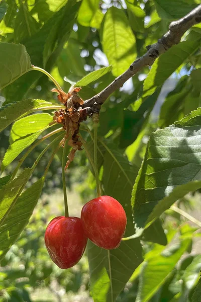 有機農業 桜の果実は夏の最もおいしい果物の一つです — ストック写真