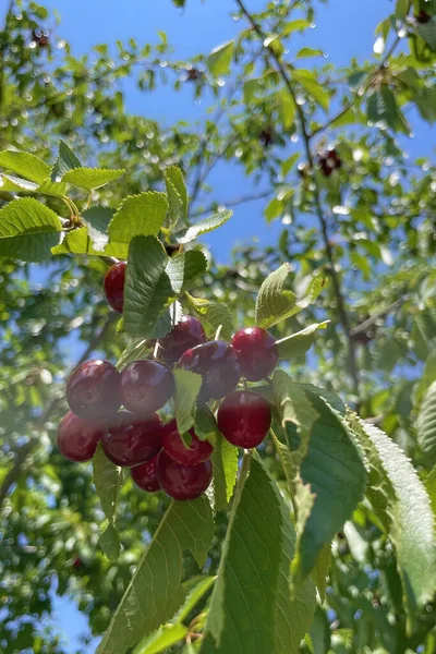 Agricultura Biológica Cereja Uma Das Frutas Mais Deliciosas Verão — Fotografia de Stock