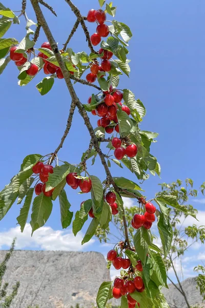 有機農業 桜の果実は夏の最もおいしい果物の一つです — ストック写真