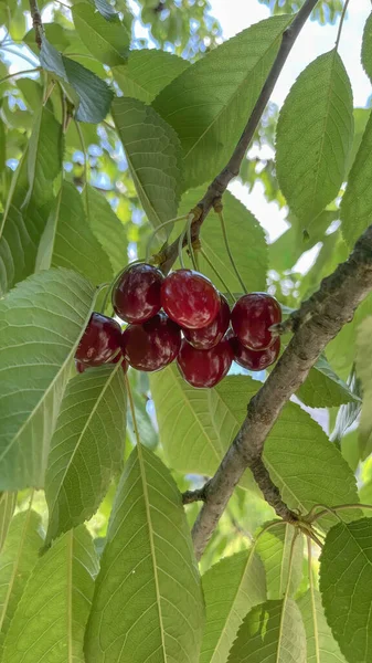 벚나무 열매는 여름철에 맛있는 과일중 하나입니다 — 스톡 사진