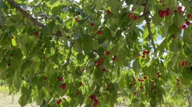 Organik tarım. Kiraz meyvesi yazın en lezzetli meyvelerinden biridir..