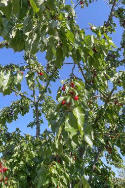 Organik tarım. Kiraz meyvesi yazın en lezzetli meyvelerinden biridir..