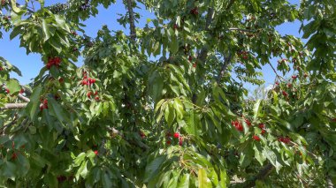 Organik tarım. Kiraz meyvesi yazın en lezzetli meyvelerinden biridir..