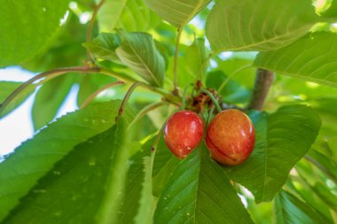 Organik tarım. Kiraz meyvesi yazın en lezzetli meyvelerinden biridir..