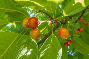 Organik tarım. Kiraz meyvesi yazın en lezzetli meyvelerinden biridir..